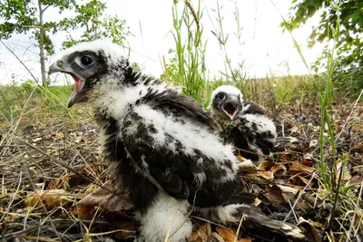 Птенцы из питомников высажены в гнёзда диких балобанов в Южной Сибири