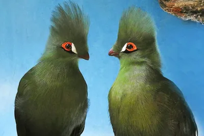 Голубые ара впервые за 37 лет вывели птенцов в дикой природе