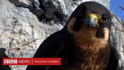 Очередной степной орёл Российской сети изучения и охраны пернатых хищников  стал фотомоделью в далёком Омане