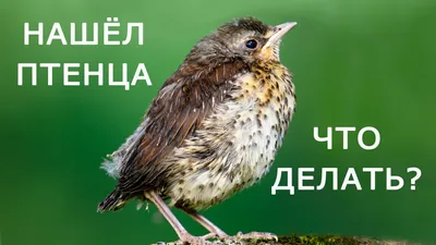 Сохраним редкие виды хищных птиц