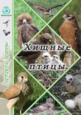 Ученые оценили условия гнездования пернатых хищников в Республике Алтай