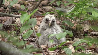 Четвертый очерк - отряд: Соколообразные Falconiformes