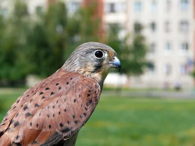 В Пензе все чаще обнаруживают ослабленных или раненых хищных птиц — Важно —  Пенза СМИ