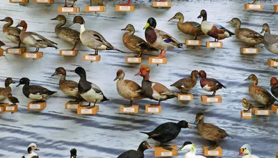 Разнообразие птиц Латвии | Латвийский Национальный музей природы