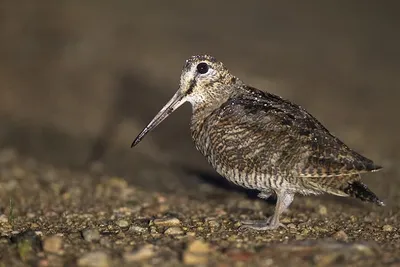 Весенняя миграция птиц: излучины Даугавы и другие места для любителей  природы