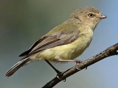 Первая кочующая европейская птица Rubecula Erithacus робина в этом году  внутри Риги, Латвии Стоковое Изображение - изображение насчитывающей  деревянно, биографической: 139759201