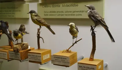 Птицы Латвии | Латвийский Национальный музей природы