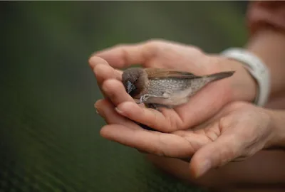 🐦Так выглядит самая маленькая птица... - Chayka.lv Daugavpils | Facebook