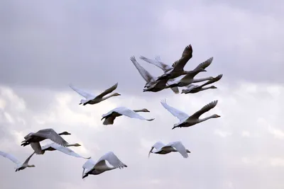 Настолько массовая гибель птиц в Латвии впервые – специалист ПВЦ | Nasha