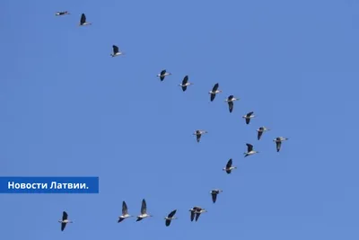 Певчие птицы вокруг нас - YouTube