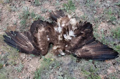 Конфликт орлов, злобного степного орла широко открывает свои крылья, клюв и  нападает на врага, жизнь птиц Стоковое Фото - изображение насчитывающей  биографической, хоук: 158232810