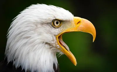 EAGLES: How do eagles differ from eagles? Types of eagles. Interesting  facts about birds and animals - YouTube