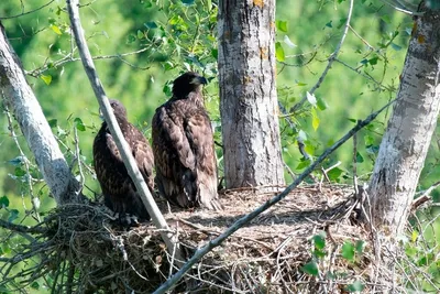 В Татарстане орлы свили двухметровое гнездо - новости Набережных Челнов