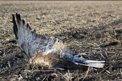 В Бузулукском бору показали снимки краснокнижных орлов-могильников |  Полезное | ДОСУГ | АиФ Оренбург