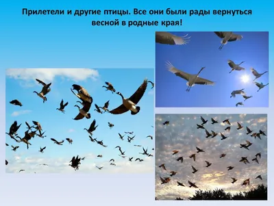 Кто первый весной прилетает? – Астраханский биосферный заповедник