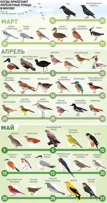 Какие птицы прилетают в марте, и что за обычаи, связанные с их  возвращением, есть в нашей культуре? | Пикабу