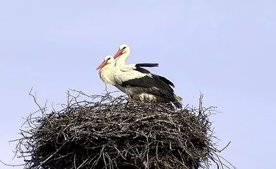 Какие птицы прилетят в Самарскую область в апреле - KP.RU