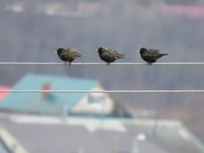 Птицы города Новосибирска и Академгородка