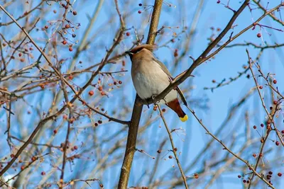 Какие птицы прилетели весной на Алтай, рассказали в заповеднике