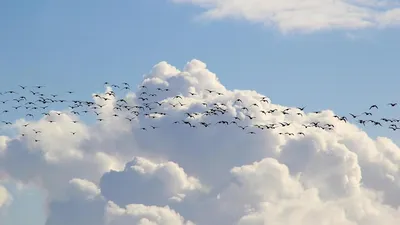 В Томск возвращаются перелетные птицы - МК Томск
