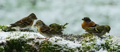 Птицы, прилетающие весной на Ставрополье | ОБЩЕСТВО:Экология | ОБЩЕСТВО |  АиФ Ставрополь