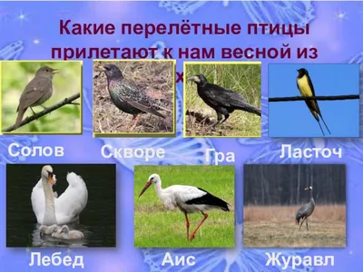 Когда и какие птицы прилетают в Беларусь - YouTube