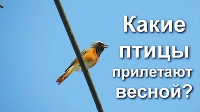 Прилёт птиц :: Статьи :: RukoDelie.by