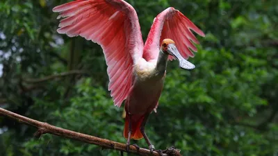 Очень редкую птицу из Красной книги Украины заметили в Чернобыле – Рубрика