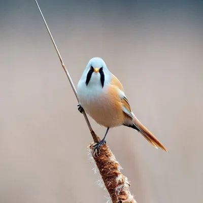 Pin on Birds of Ukraine / Птицы Украины / Птахи України