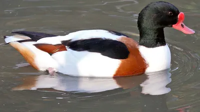Появились новые виды: на Хортице посчитали водоплавающих птиц (видео) -  Запорожье Vgorode.ua