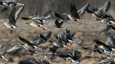 Минобороны: Украина изучала дальность полета птиц, переносящих инфекции -  РИА Новости, 10.03.2022