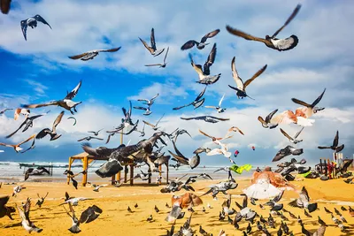 Как города изменили жизнь птиц, и другие актуальные вопросы о пернатых -  Статьи и репортажи РГО