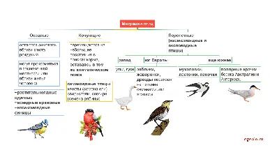 Морские птицы — Википедия