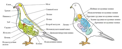 Охрана мест обитаний: с какими угрозами сталкиваются мигрирующие птицы -  08.10.2022, Sputnik Казахстан