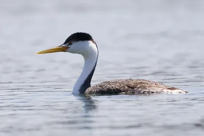 Большая поганка или Чомга – Podiceps cristatus (Linnaeus, 1758) « Красная  книга Томской области | ОГБУ \"Облкомприрода\"