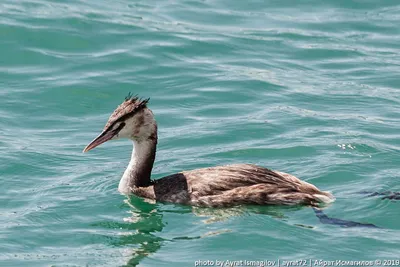 Файл:Молодая чомга (Podiceps cristatus), Коломенское.jpg — Википедия