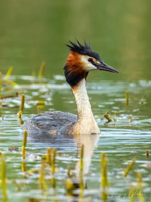 Great crested grebe (Podiceps cristatus) | Film Studio Aves - YouTube