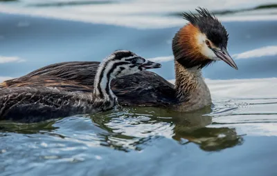 Чомга, или большая поганка — Podiceps cristatus / Галерея / Птицы России