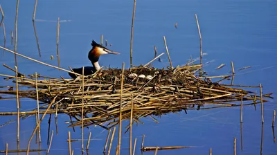 Чомга-большая поганка-найдено на flickr.com | Beautiful birds, Birds, Pet  birds