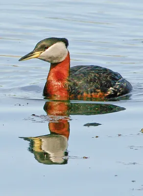 Чомга Podiceps cristatus | Куршская Коса - национальный парк