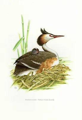 Чомга (Podiceps cristatus). Птицы Европейской России.