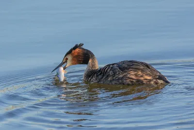 Чомга (большая поганка) Podiceps cristatus Great Crested Grebe