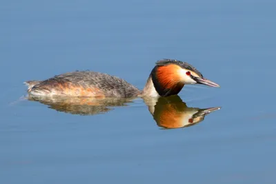 Чомга, Podiceps cristatus cristatus, Great Crested Grebe | Flickr