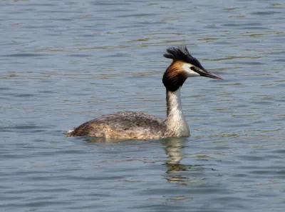 Чомга (Podiceps cristatus). Птицы Европейской России.