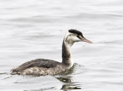 Чомга - Брачный танец / Great Crested Grebe / Svasso maggiore - YouTube