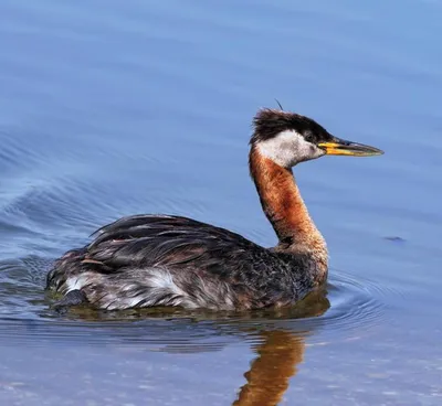 Чомга, Podiceps cristatus cristatus, Great Crested Grebe | Flickr