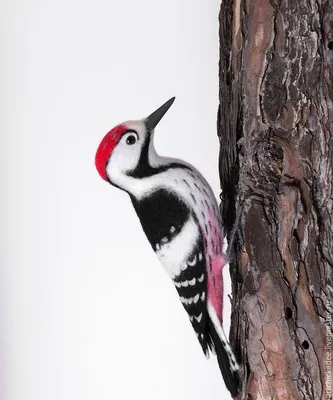 природа лесные животные птица дятел | Раскраски, Рисунки животных, Шаблон в  виде птицы
