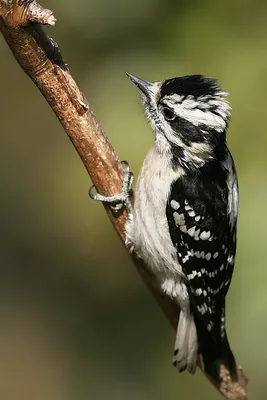 Средний пестрый дятел - фото редкой птицы | Кафедра зоологии | Дзен