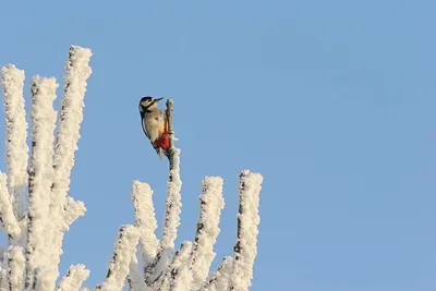 Птенец дятел, который недавно вылетел из гнезда. Молодая птица дятел на  дереве Стоковое Фото - изображение насчитывающей отверстие, цыпленок:  201398024