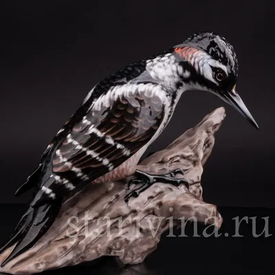 Трёхпалый дятел (Picoides tridactylus). Птицы Сибири.